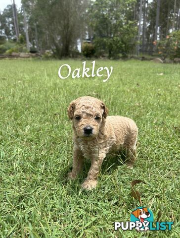 Teddy Bear Toy Cavoodle