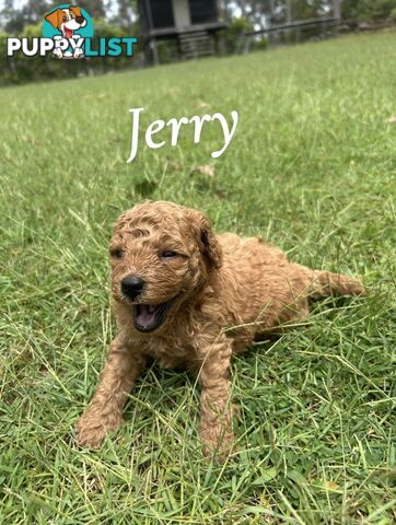 Teddy Bear Toy Cavoodle