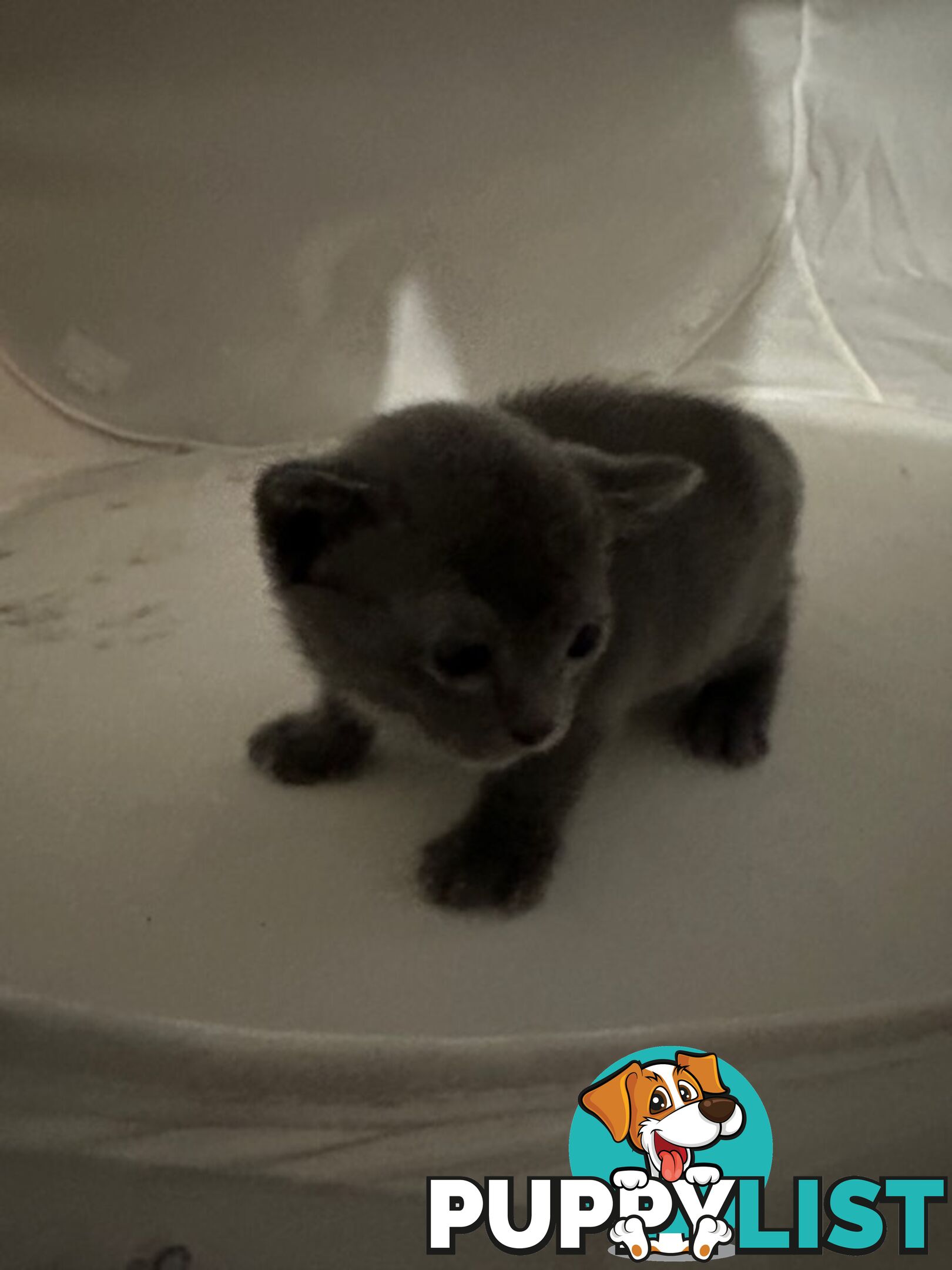 Burmese kitten