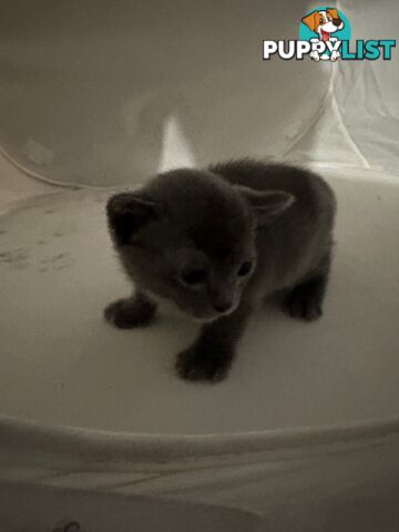 Burmese kitten