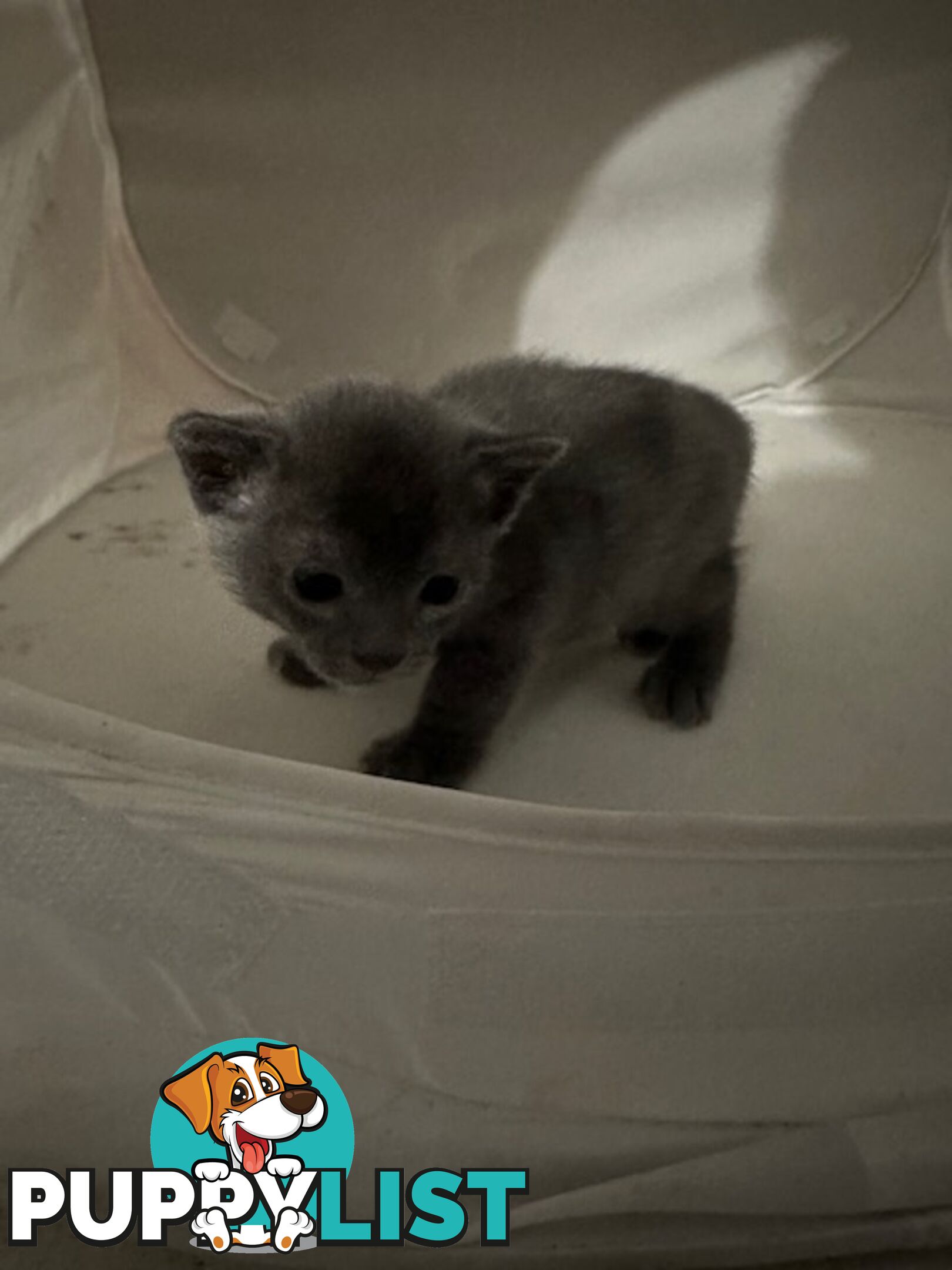 Burmese kitten