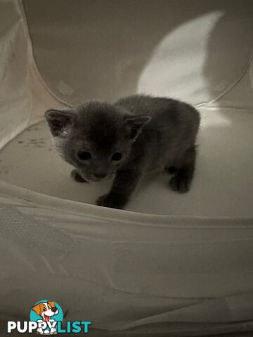 Burmese kitten