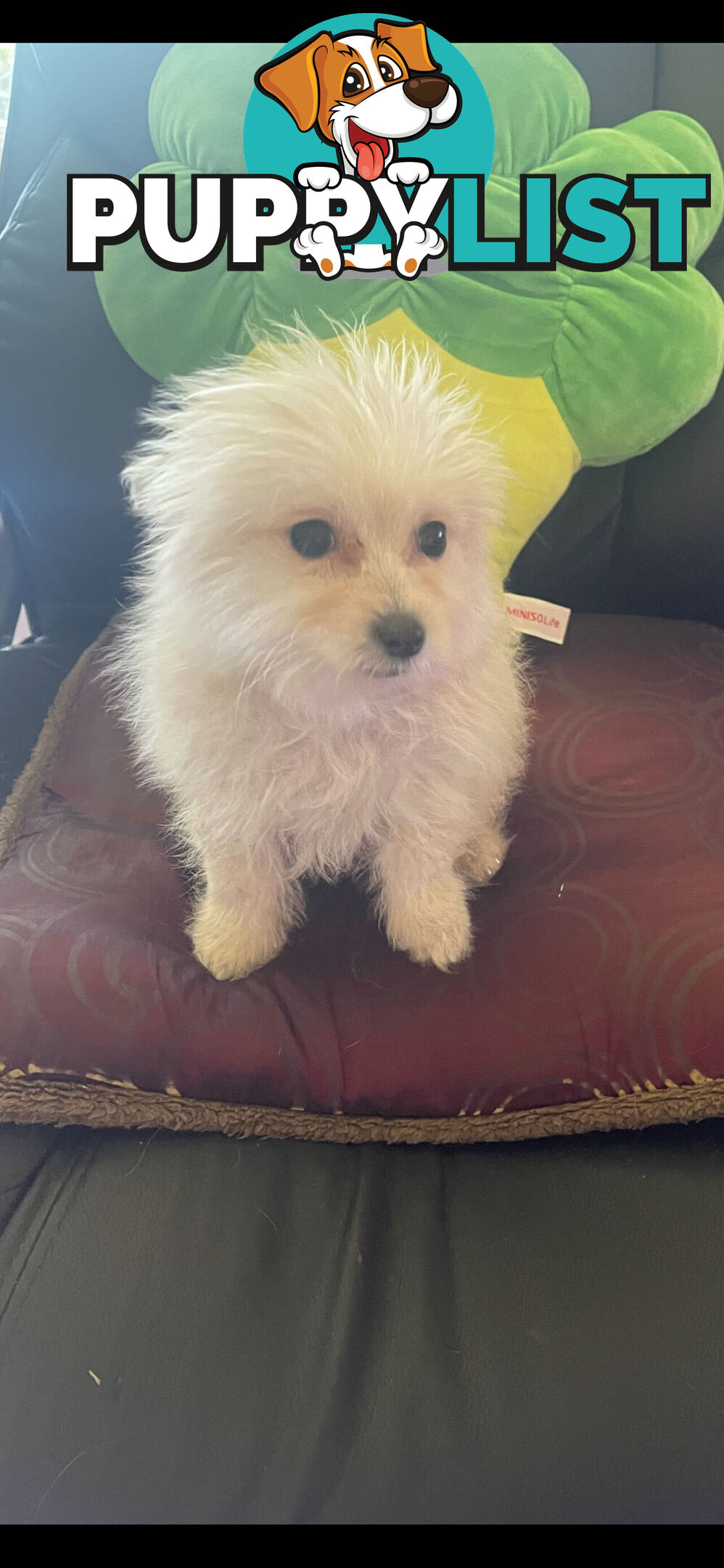 Pomeranian x Maltese Puppies