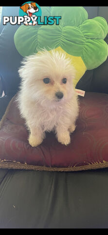 Pomeranian x Maltese Puppies