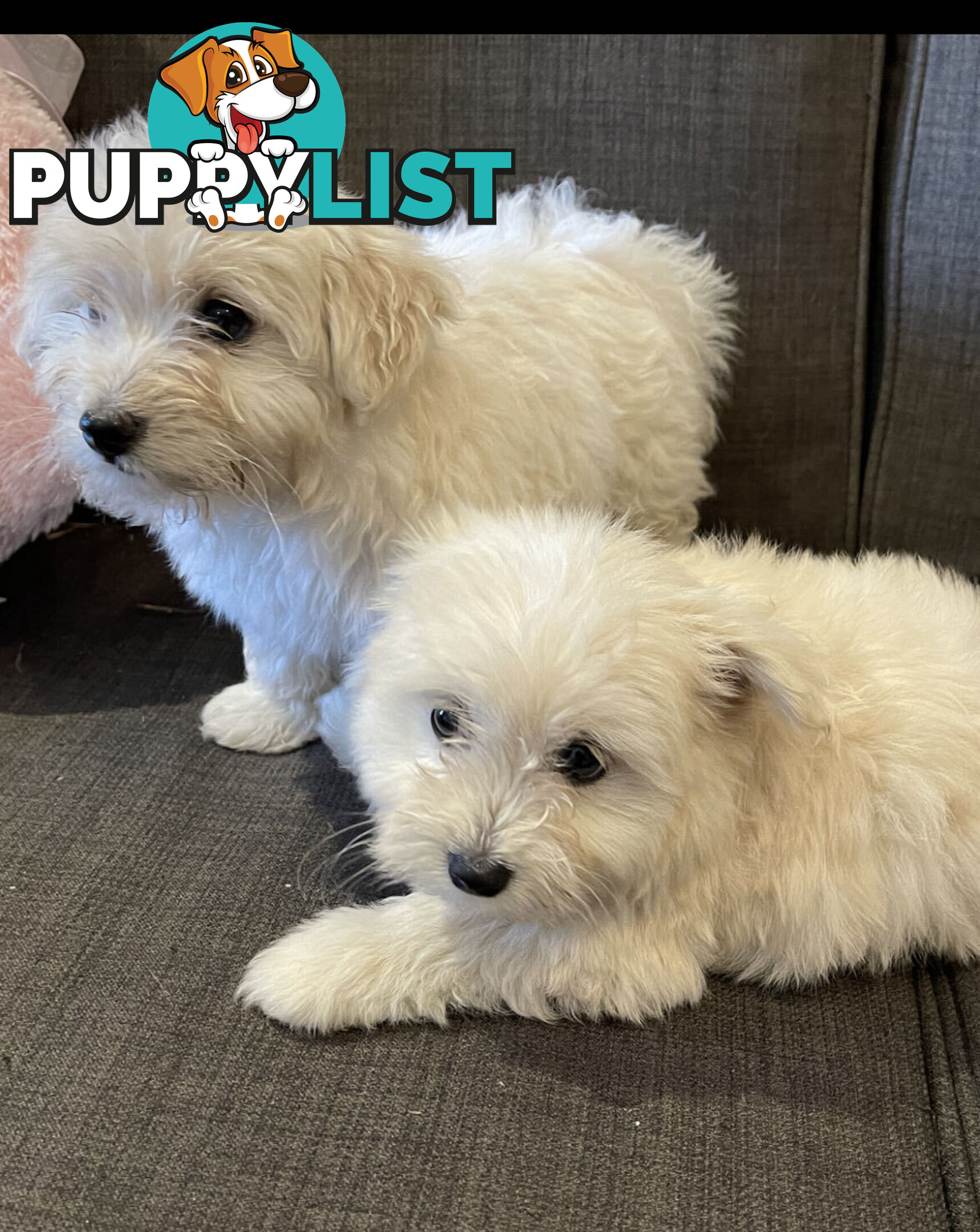 Pomeranian x Maltese Puppies