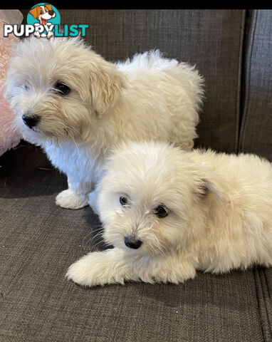 Pomeranian x Maltese Puppies