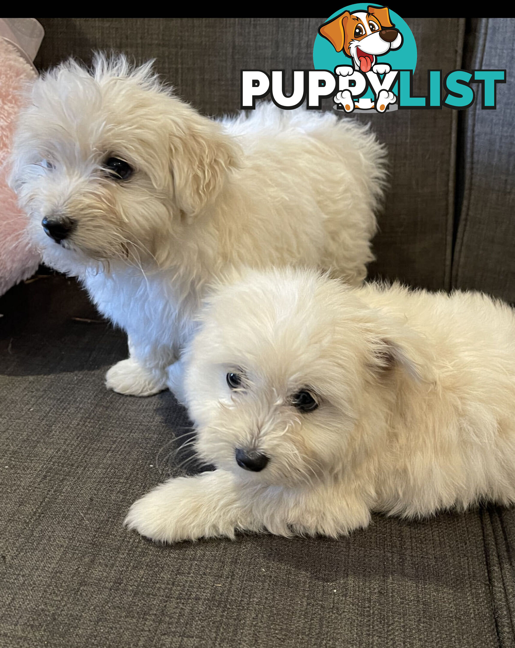 Pomeranian x Maltese Puppies