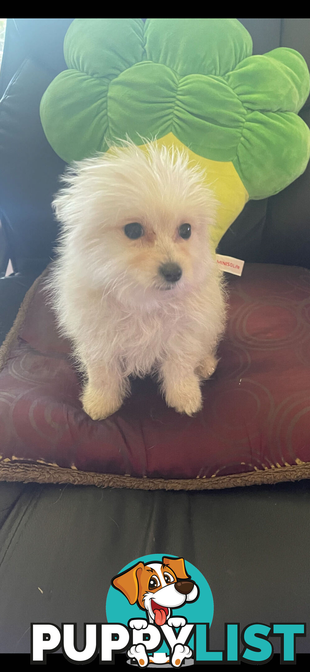 Pomeranian x Maltese Puppies