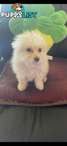 Pomeranian x Maltese Puppies