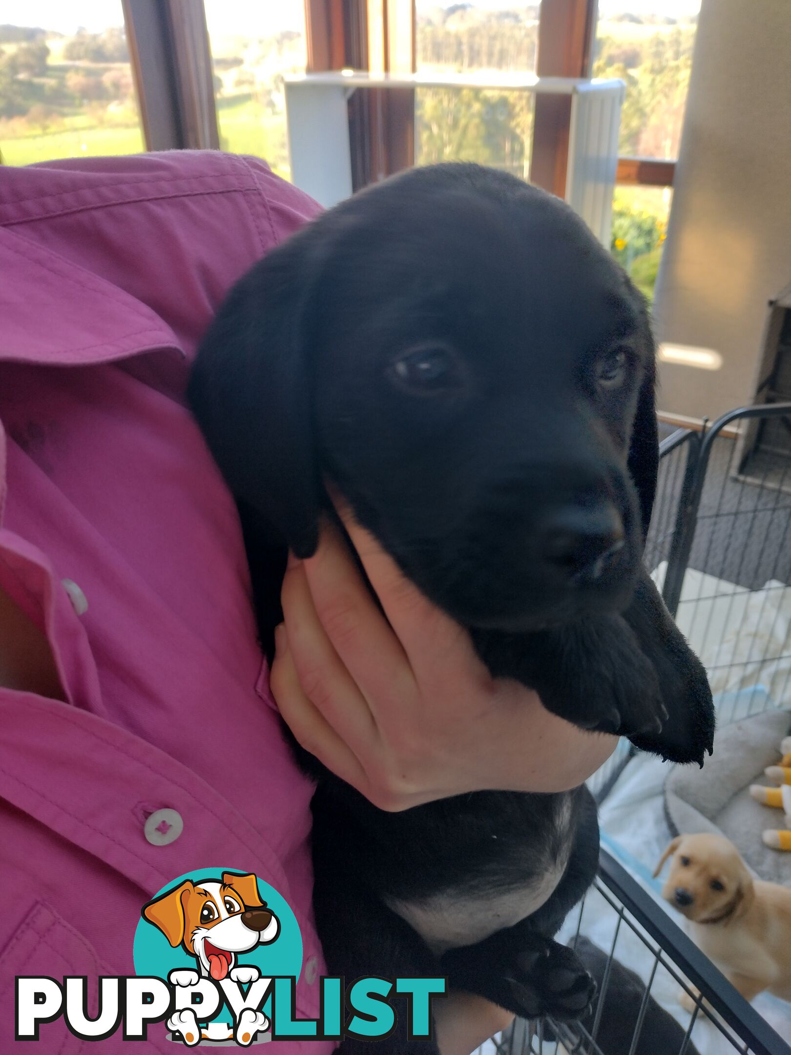 Gorgeous purebred Labrador puppies for sale