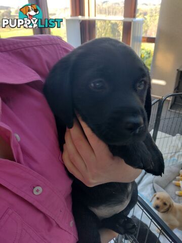 Gorgeous purebred Labrador puppies for sale