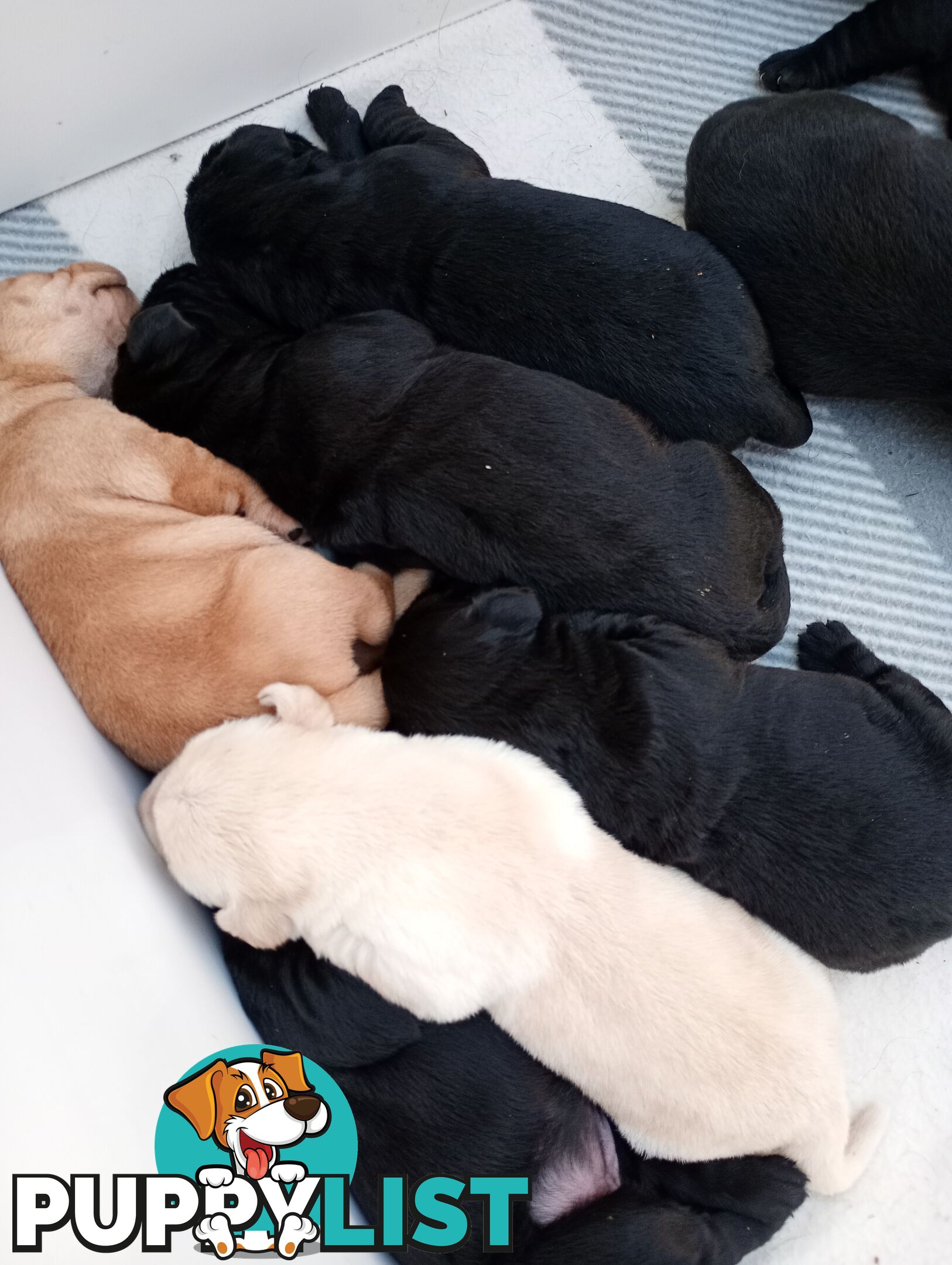 Gorgeous purebred Labrador puppies for sale