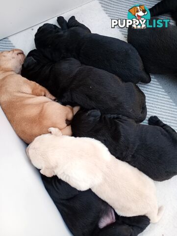 Gorgeous purebred Labrador puppies for sale