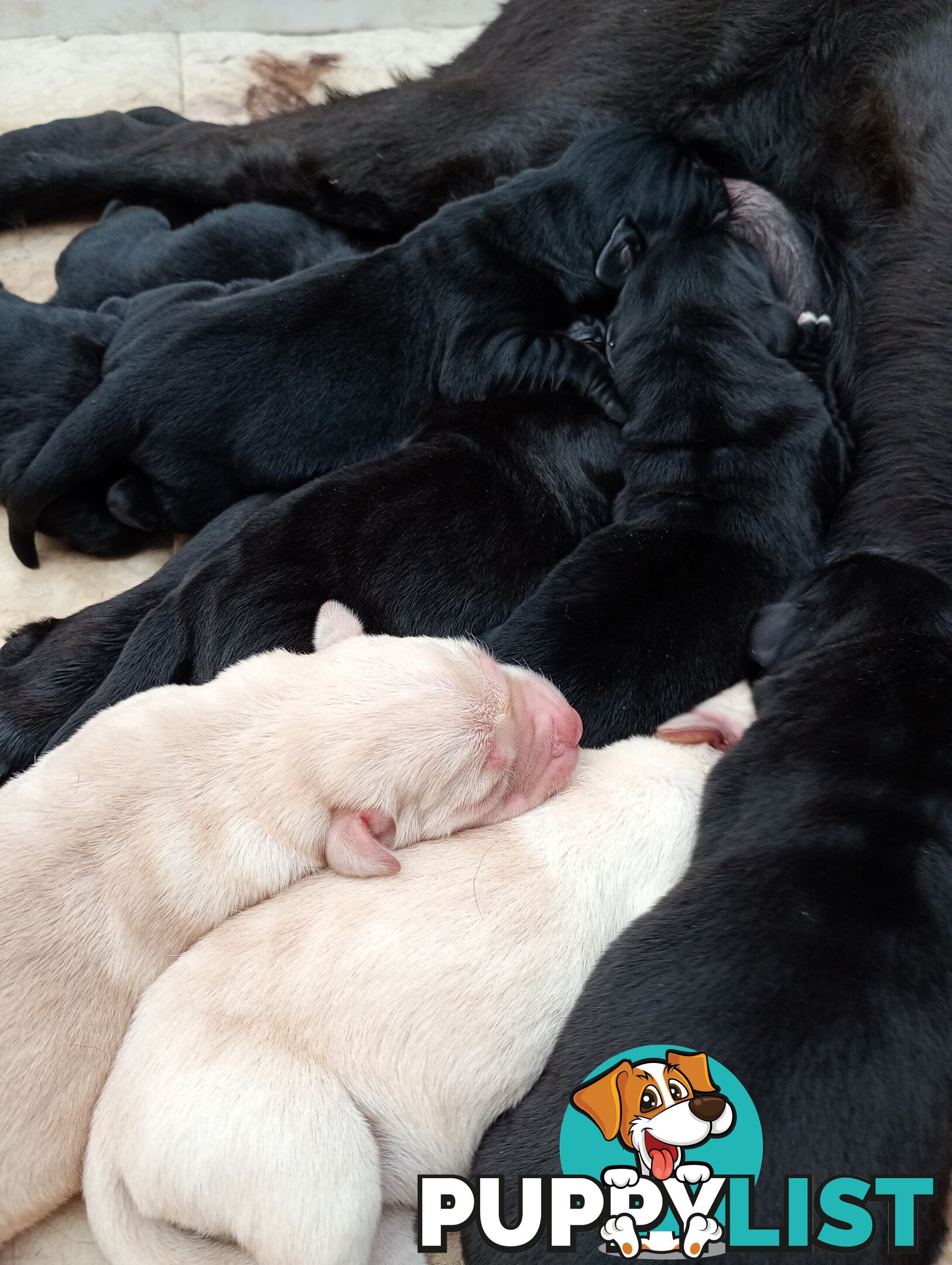 Gorgeous purebred Labrador puppies for sale