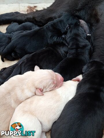 Gorgeous purebred Labrador puppies for sale