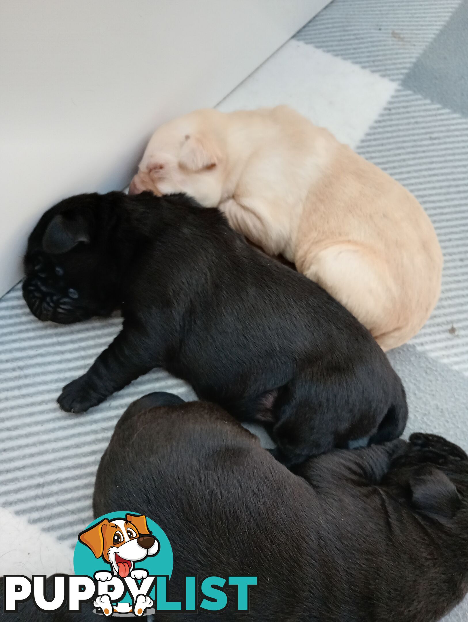 Gorgeous purebred Labrador puppies for sale