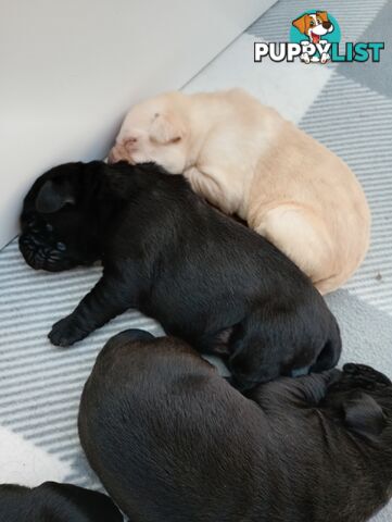 Gorgeous purebred Labrador puppies for sale