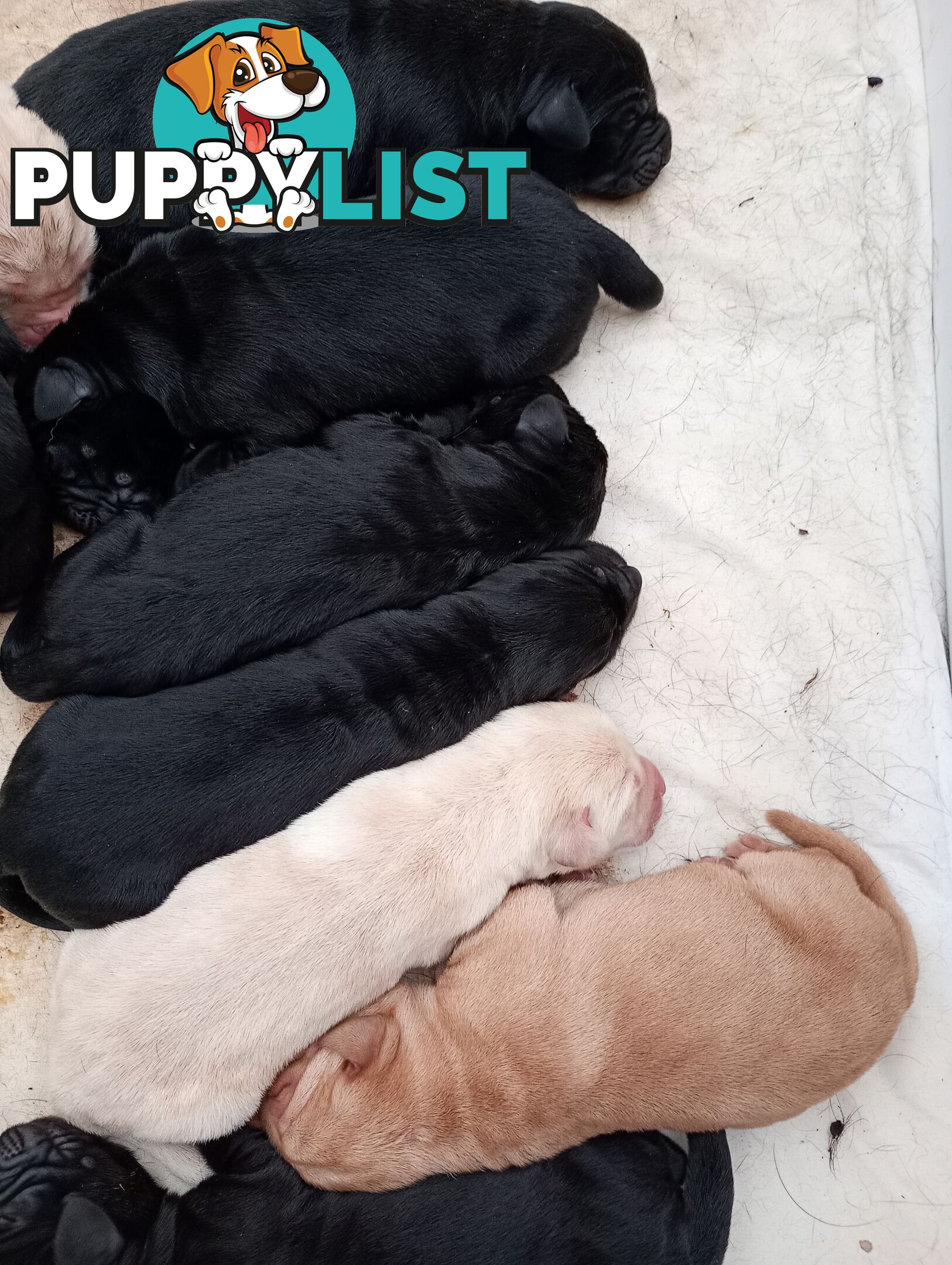 Gorgeous purebred Labrador puppies for sale