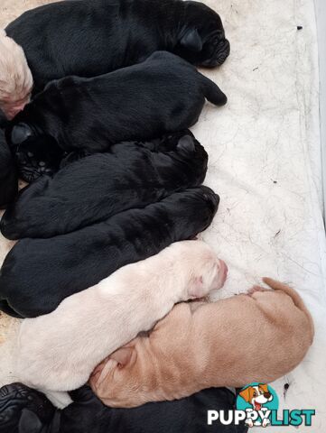 Gorgeous purebred Labrador puppies for sale