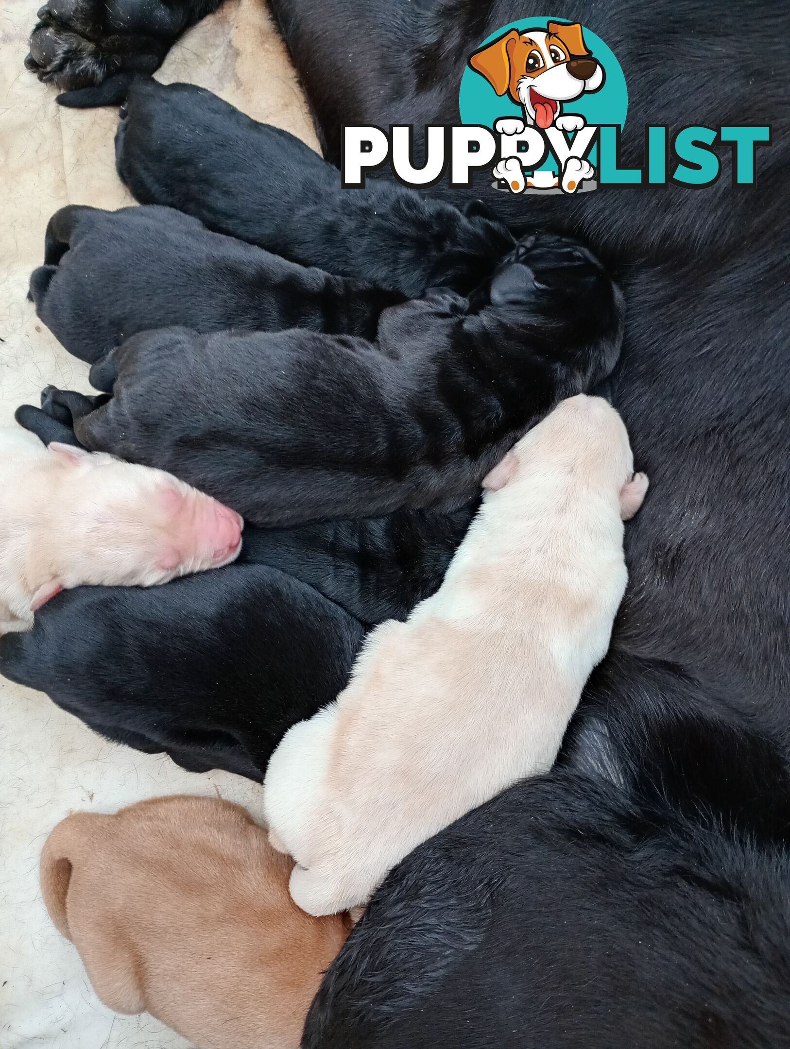 Gorgeous purebred Labrador puppies for sale