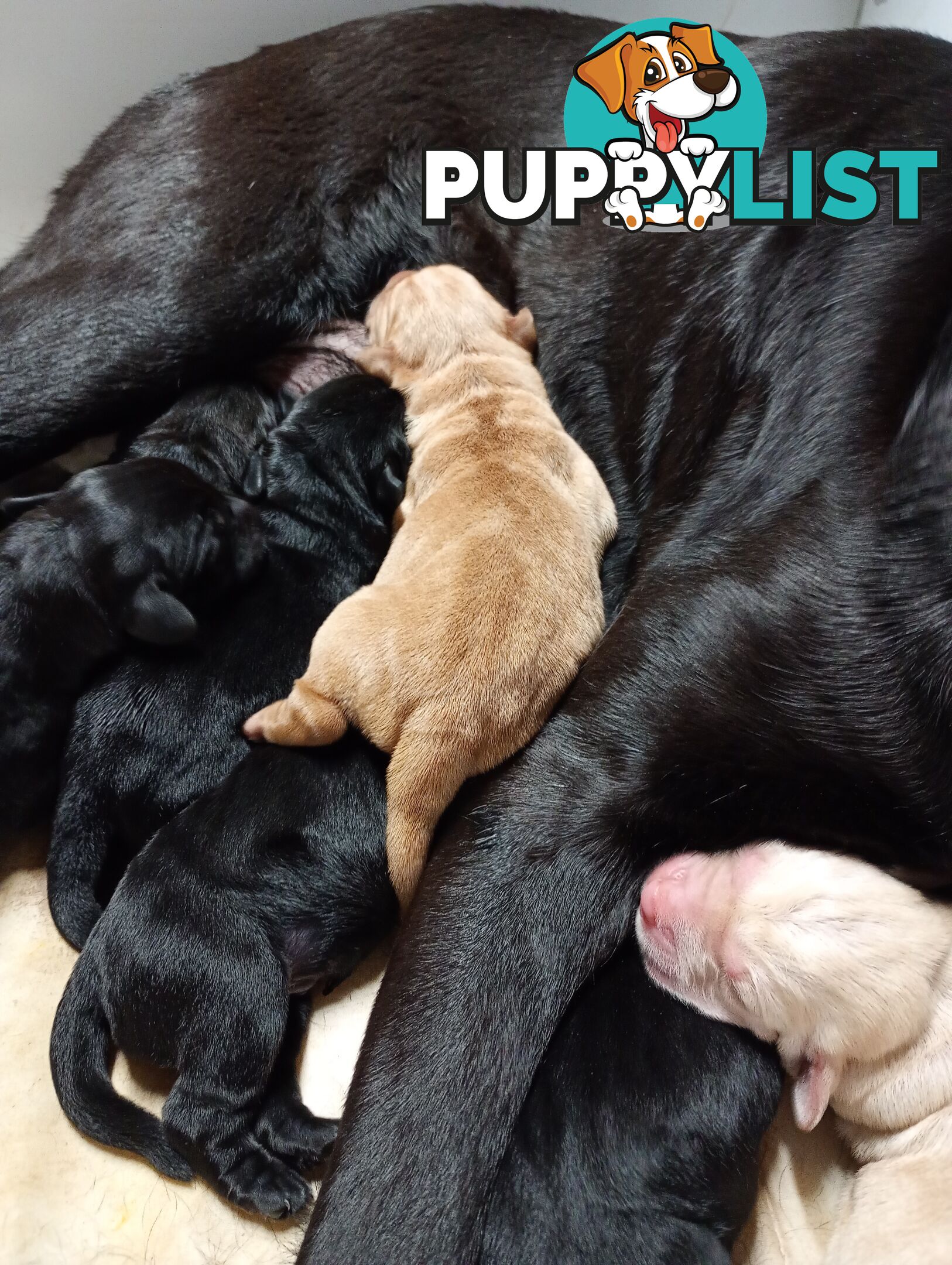 Gorgeous purebred Labrador puppies for sale