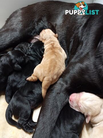 Gorgeous purebred Labrador puppies for sale