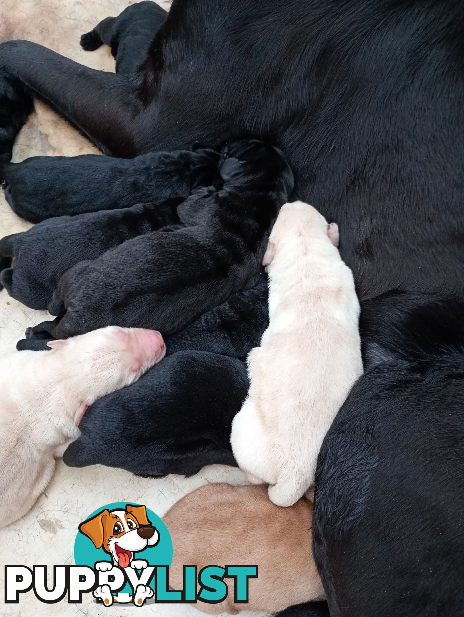 Gorgeous purebred Labrador puppies for sale