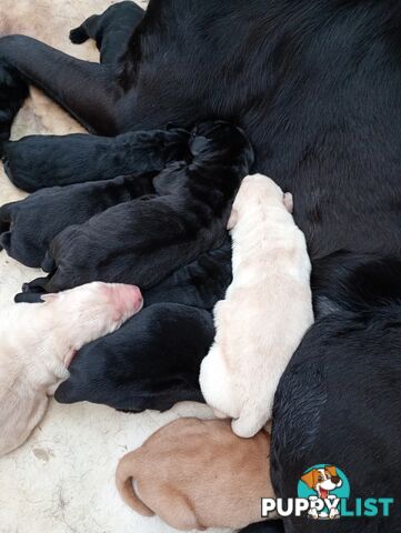 Gorgeous purebred Labrador puppies for sale