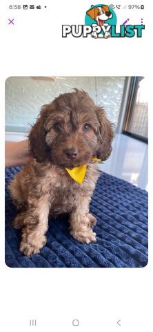 F1b Cavoodle puppies