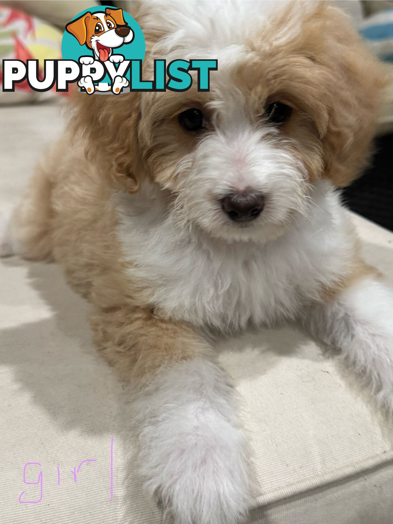 Toy Poodle X Sheltie (Miniature Collie)