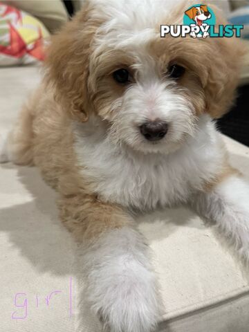 Toy Poodle X Sheltie (Miniature Collie)