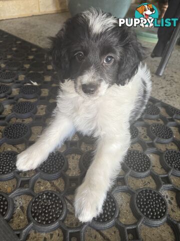 Toy Poodle X Sheltie (Miniature Collie)