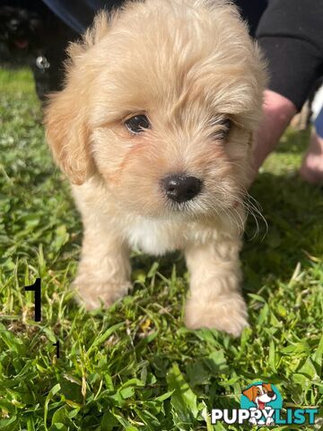 Beautiful Schmoodle Puppies