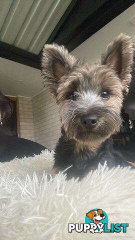 Australian Silky Terrier Pups