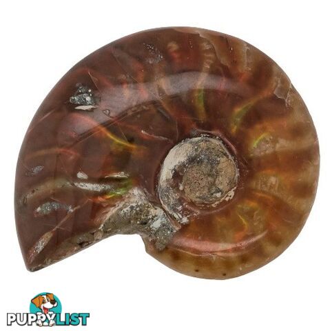 One Circular Rainbow coloured Conch Ammonite Specimen