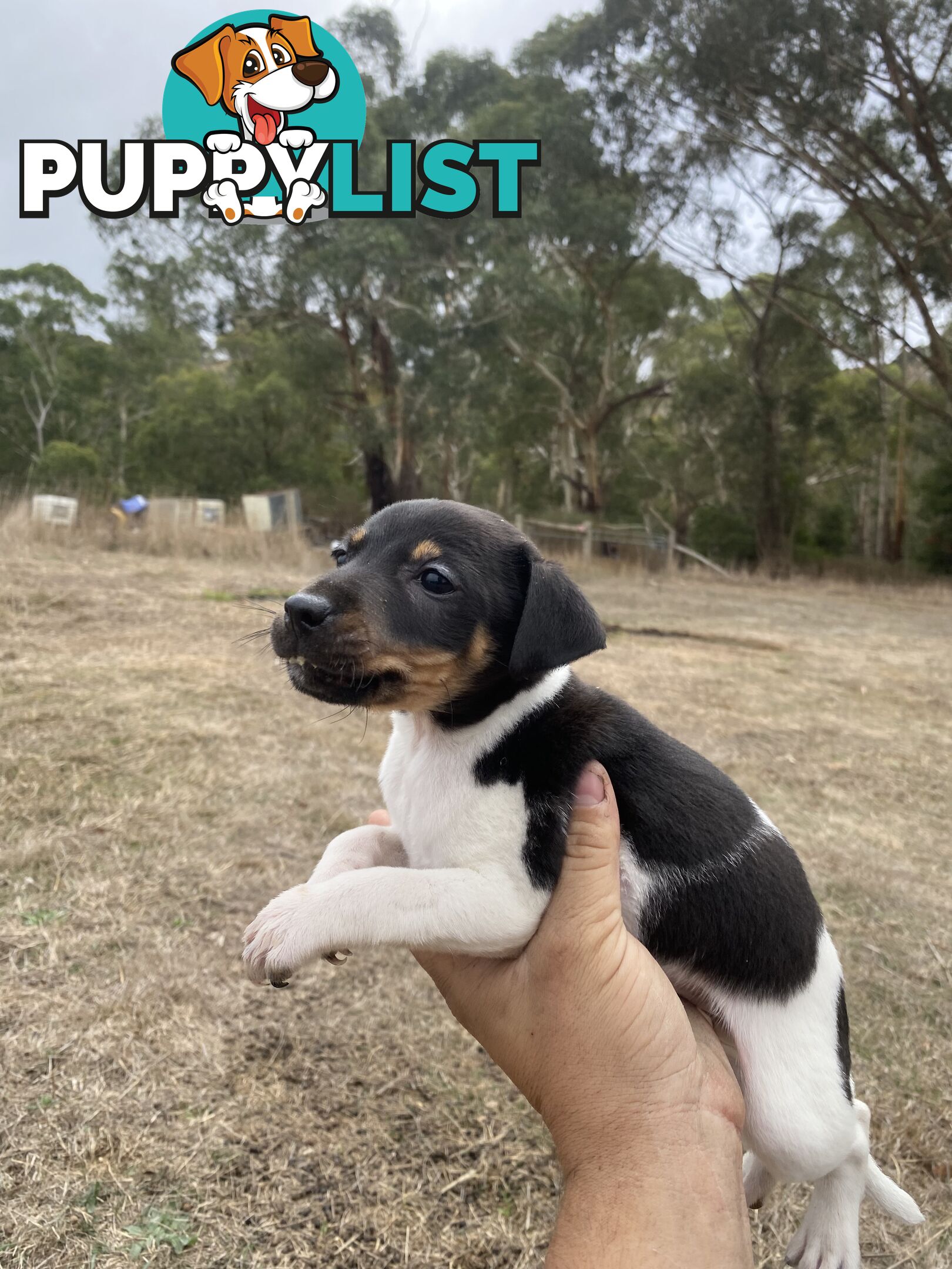 Miniature foxy fox terriers smooth short haired