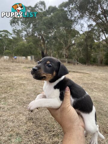 Miniature foxy fox terriers smooth short haired
