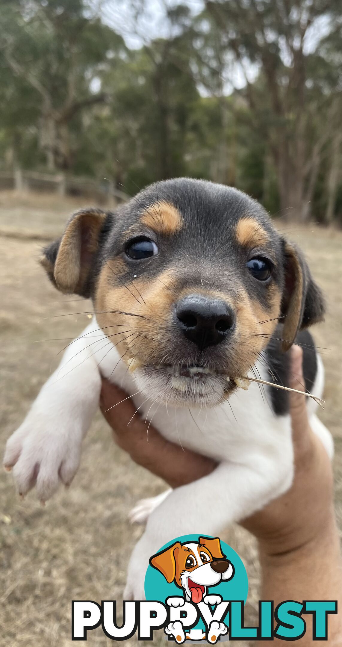 Miniature foxy fox terriers smooth short haired