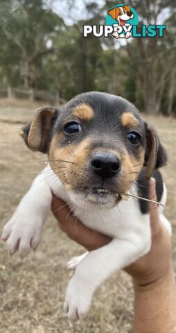 Miniature foxy fox terriers smooth short haired
