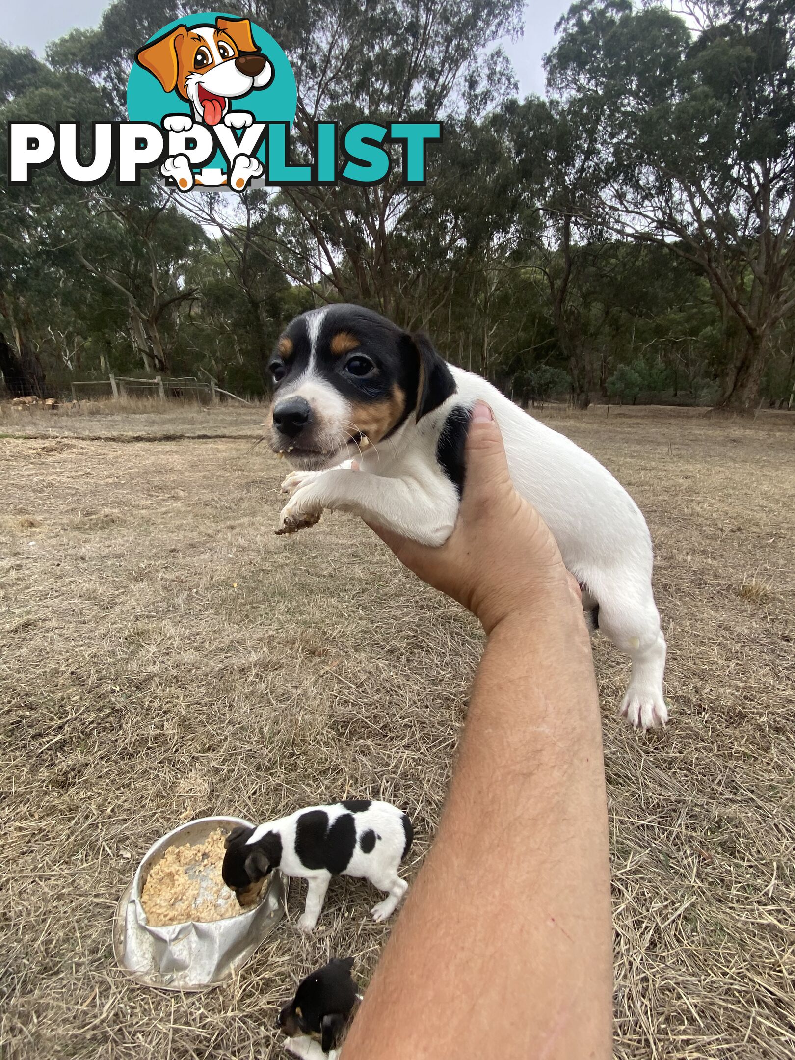 Miniature foxy fox terriers smooth short haired