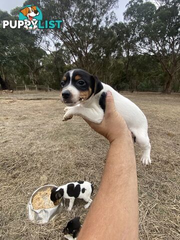 Miniature foxy fox terriers smooth short haired