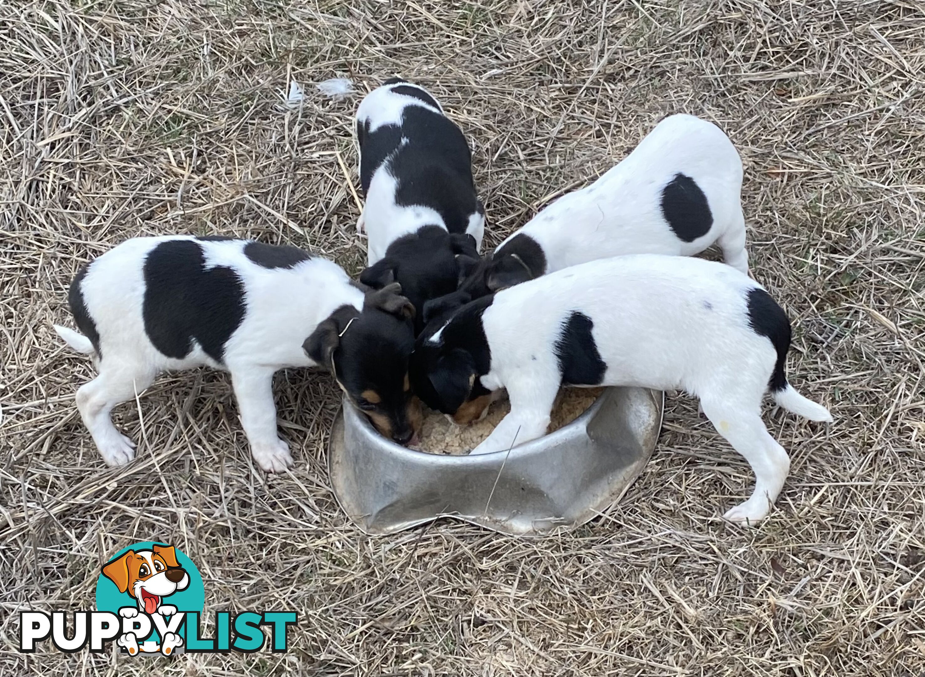 Miniature foxy fox terriers smooth short haired