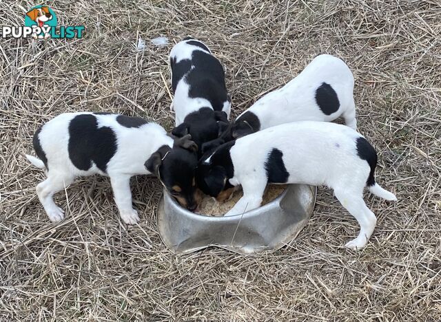 Miniature foxy fox terriers smooth short haired