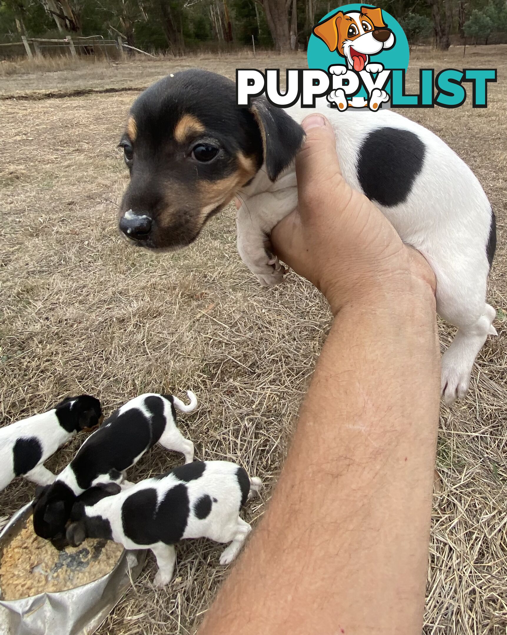 Miniature foxy fox terriers smooth short haired