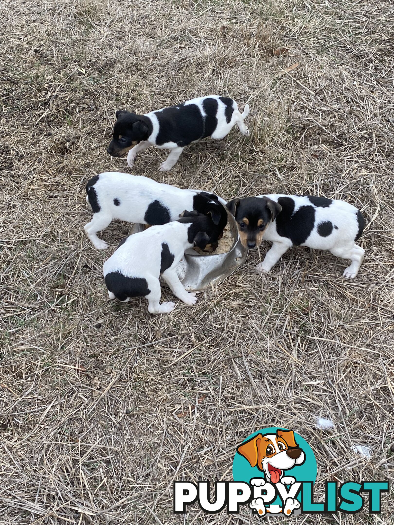 Miniature foxy fox terriers smooth short haired