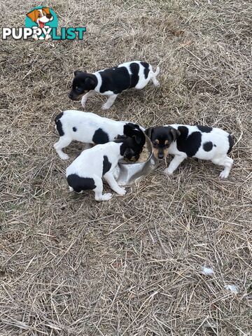 Miniature foxy fox terriers smooth short haired