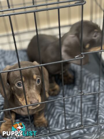 Dachshund puppies