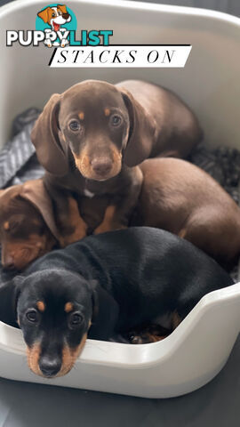 Miniature Dachshund puppy