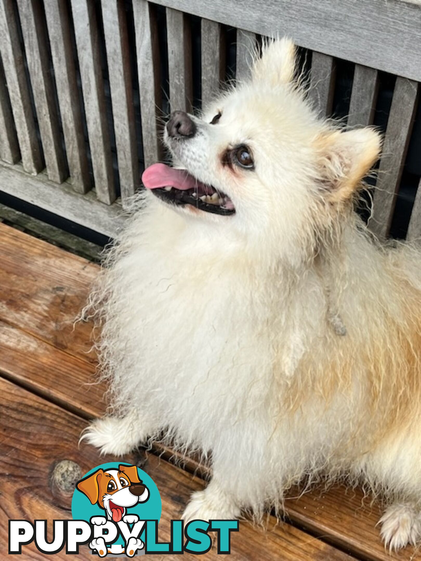 Pomeranian Puppies