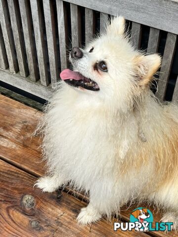 Pomeranian Puppies